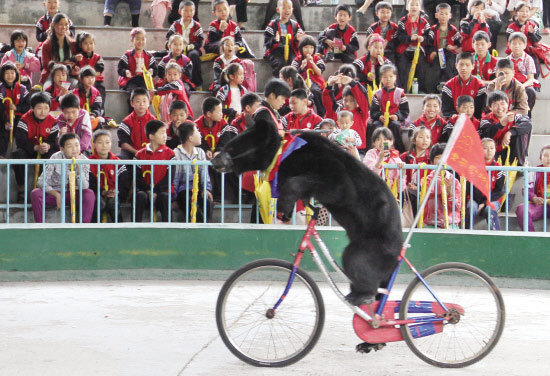 馬戲團(tuán)  狗熊騎單車(圖1)